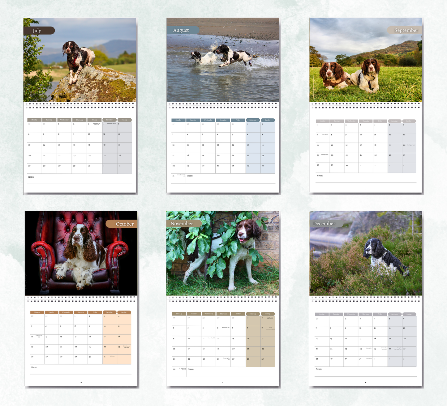 English Springer Calendar 2027