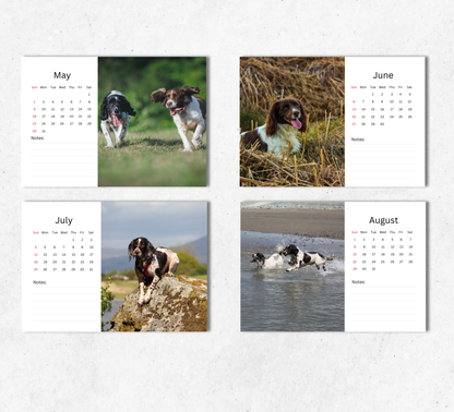 English Springer Spaniel Desk Calendar 2027-2028