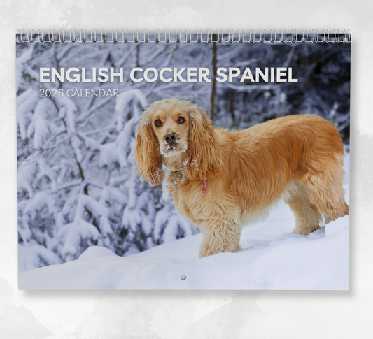 Cocker Spaniel Calendar 2026