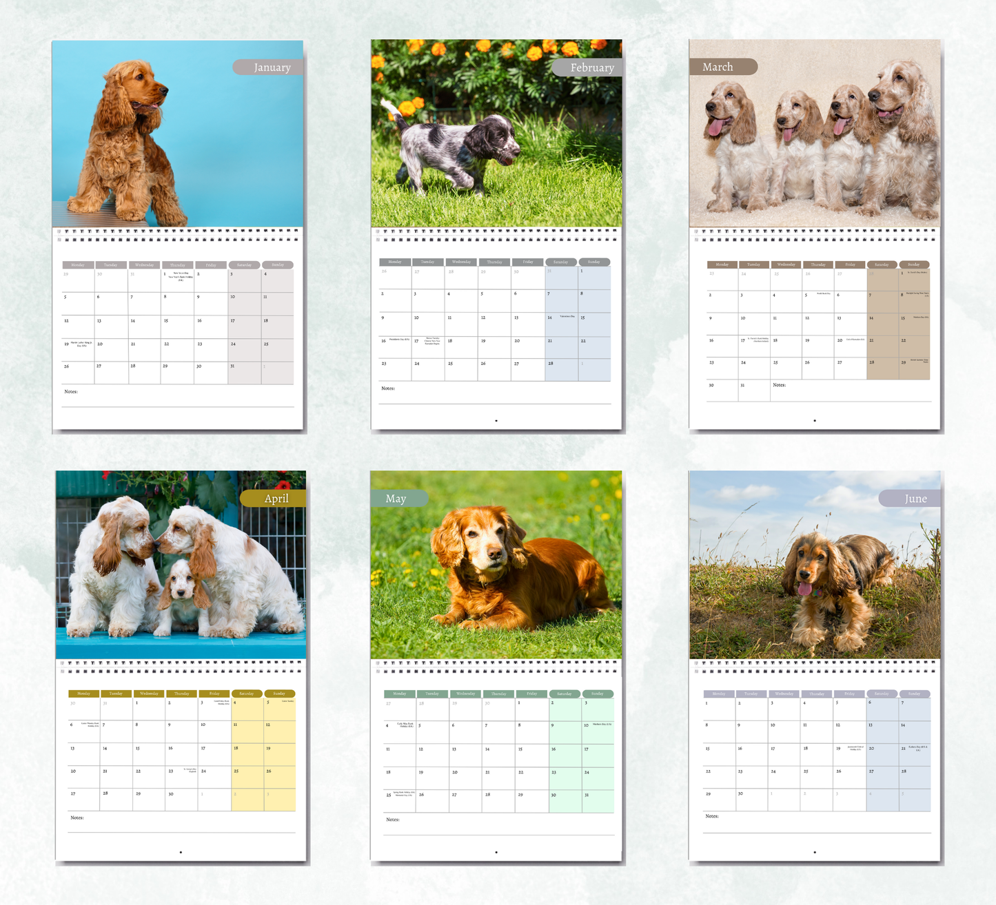 Cocker Spaniel Calendar 2026