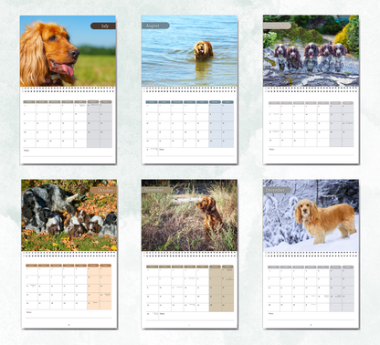 Cocker Spaniel Calendar 2026
