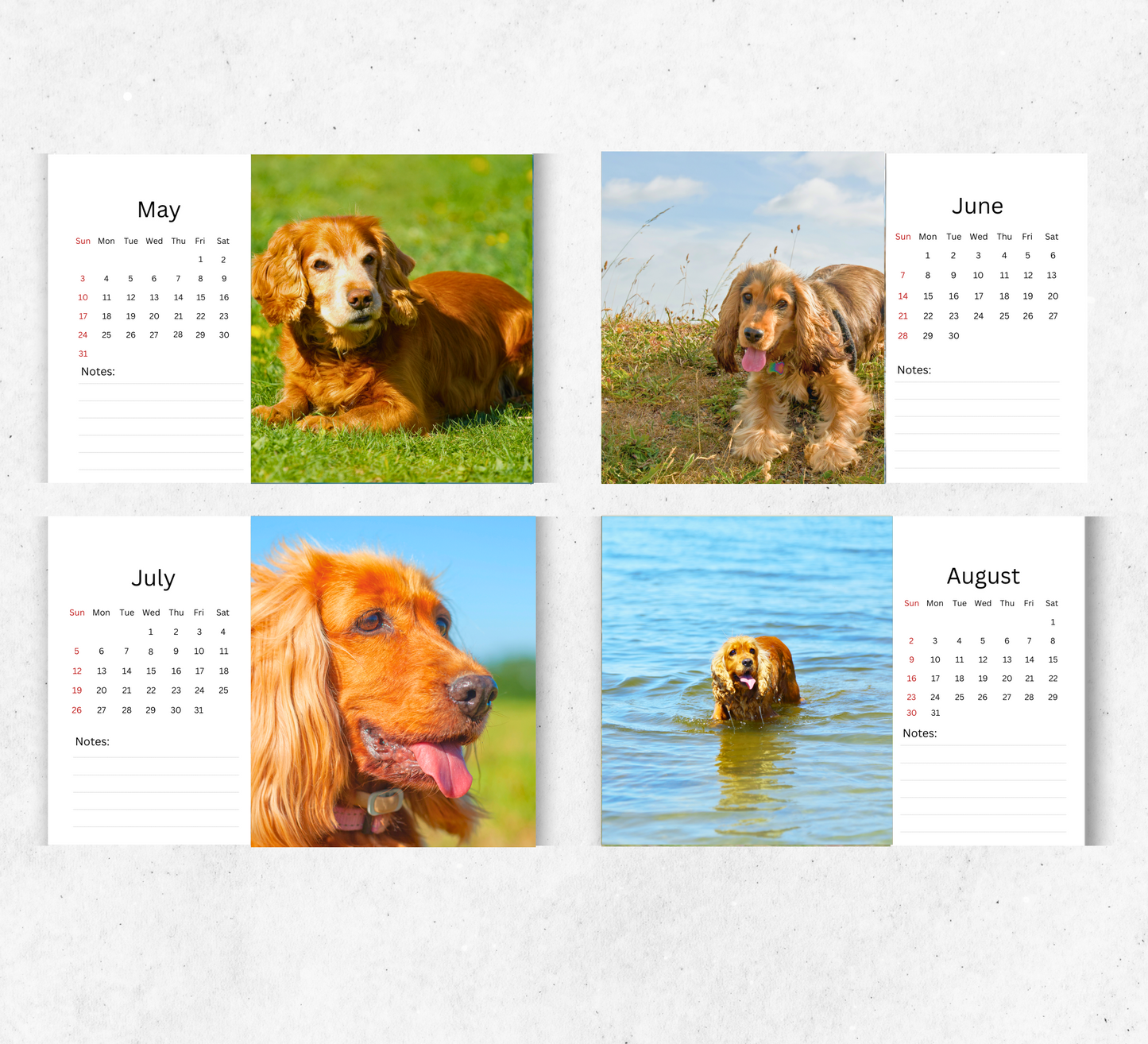 Cocker Spaniel Desk Calendar 2026-2027