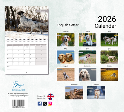 English Setter Calendar 2026