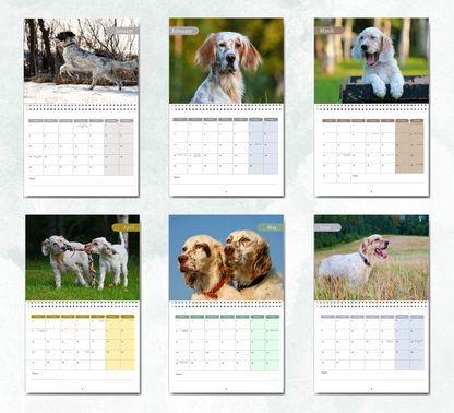 English Setter Calendar 2026