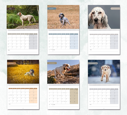 English Setter Calendar 2026