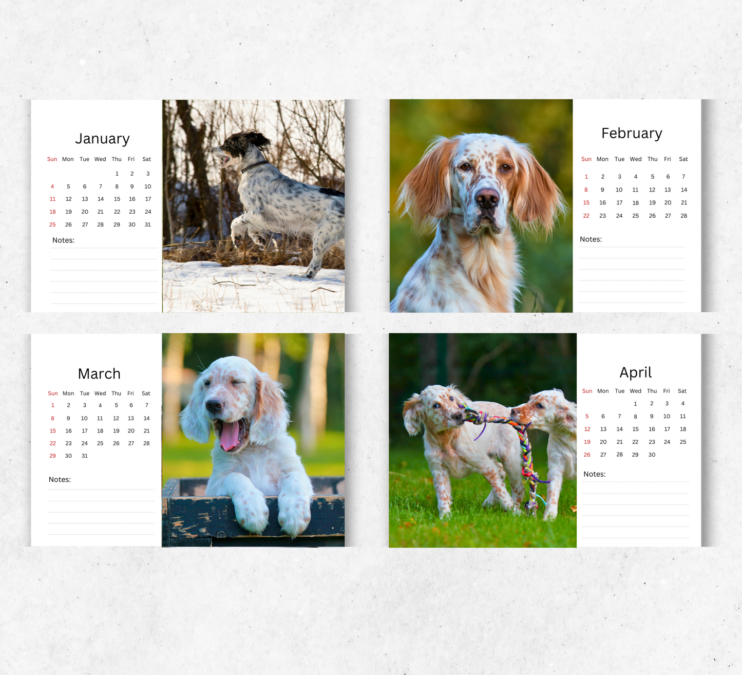 English Setter Desk Calendar 2026-2027
