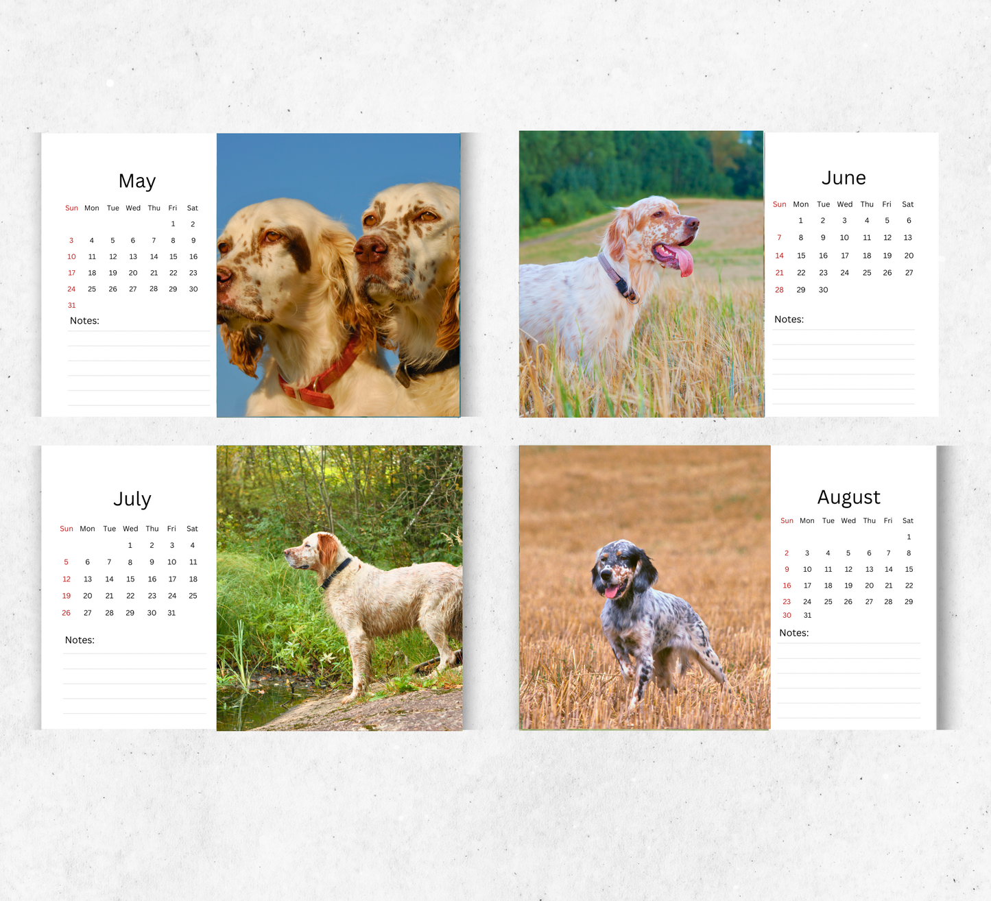 English Setter Desk Calendar 2026-2027