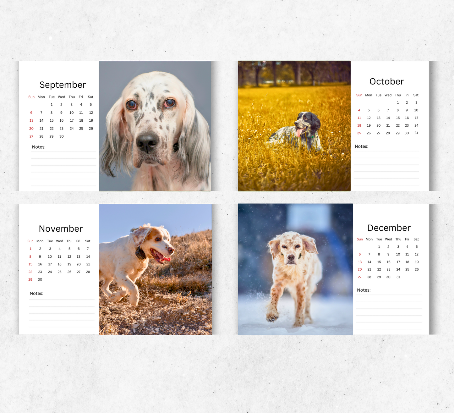 English Setter Desk Calendar 2026-2027