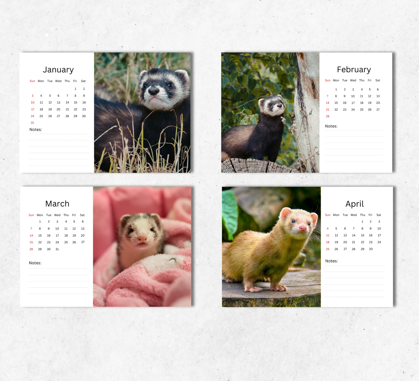 Ferret Desk Calendar 2027-2028