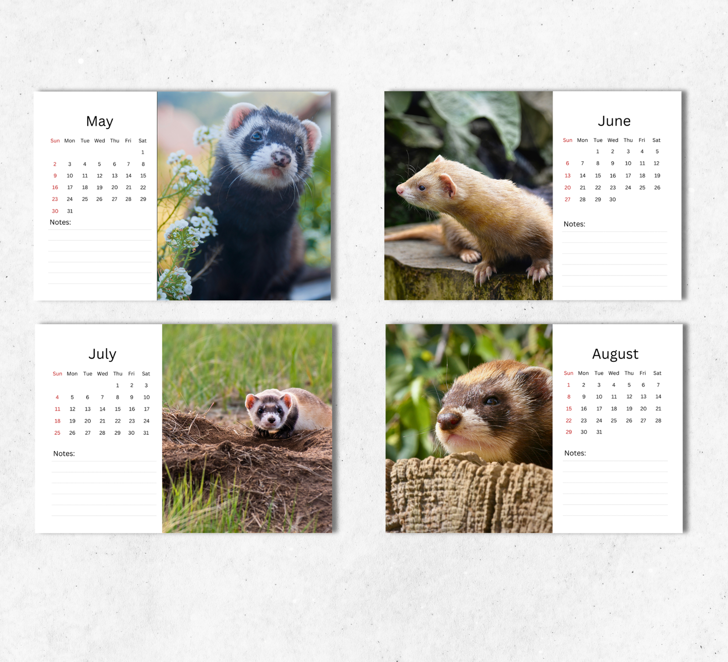 Ferret Desk Calendar 2027-2028