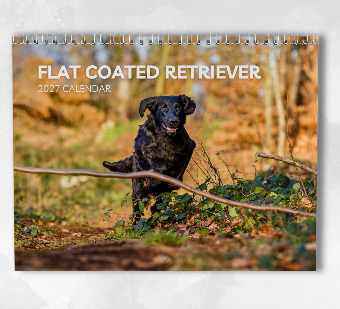 Flat Coated Retriever Calendar 2027