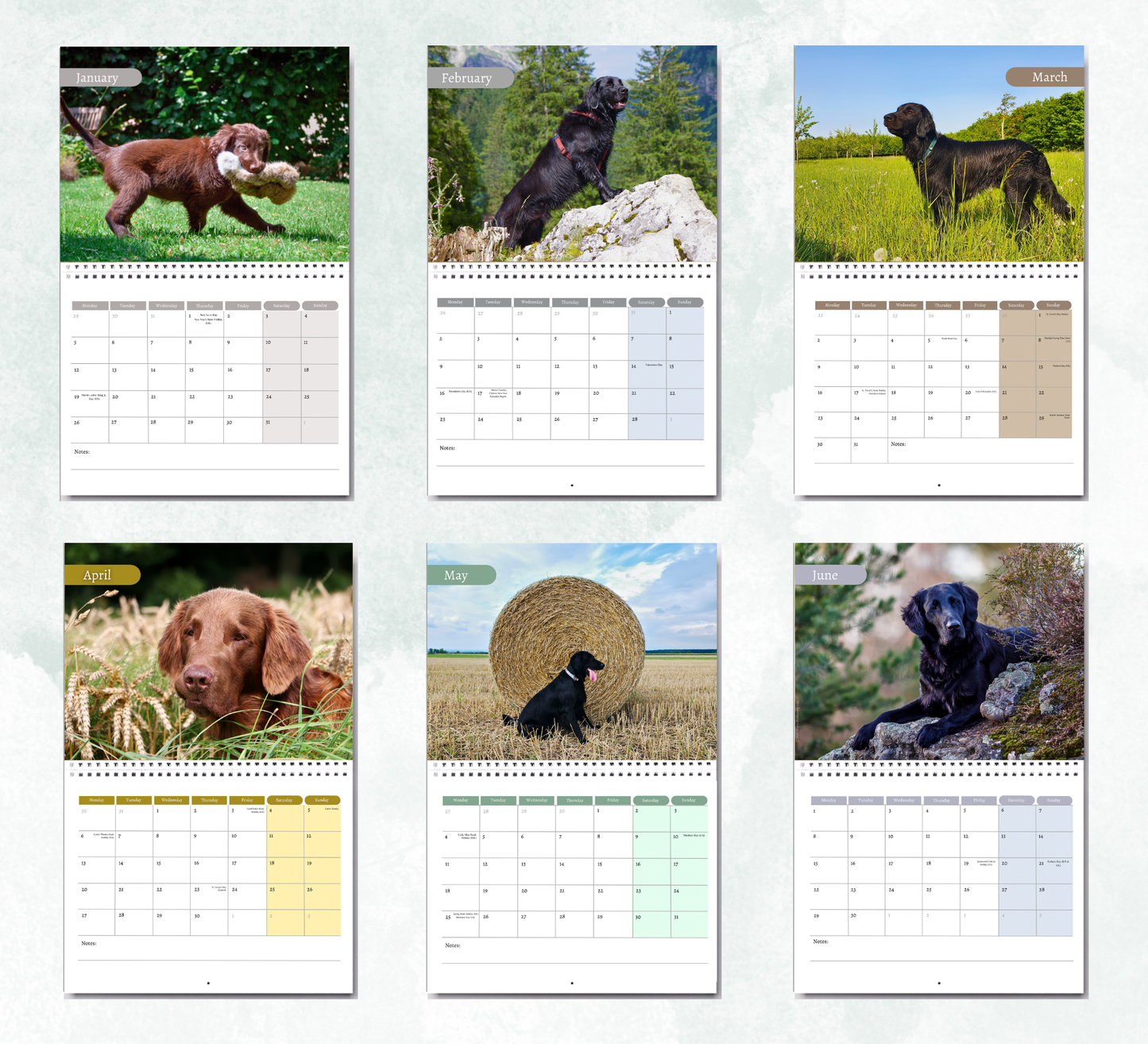 Flat Coated Retriever Calendar 2027
