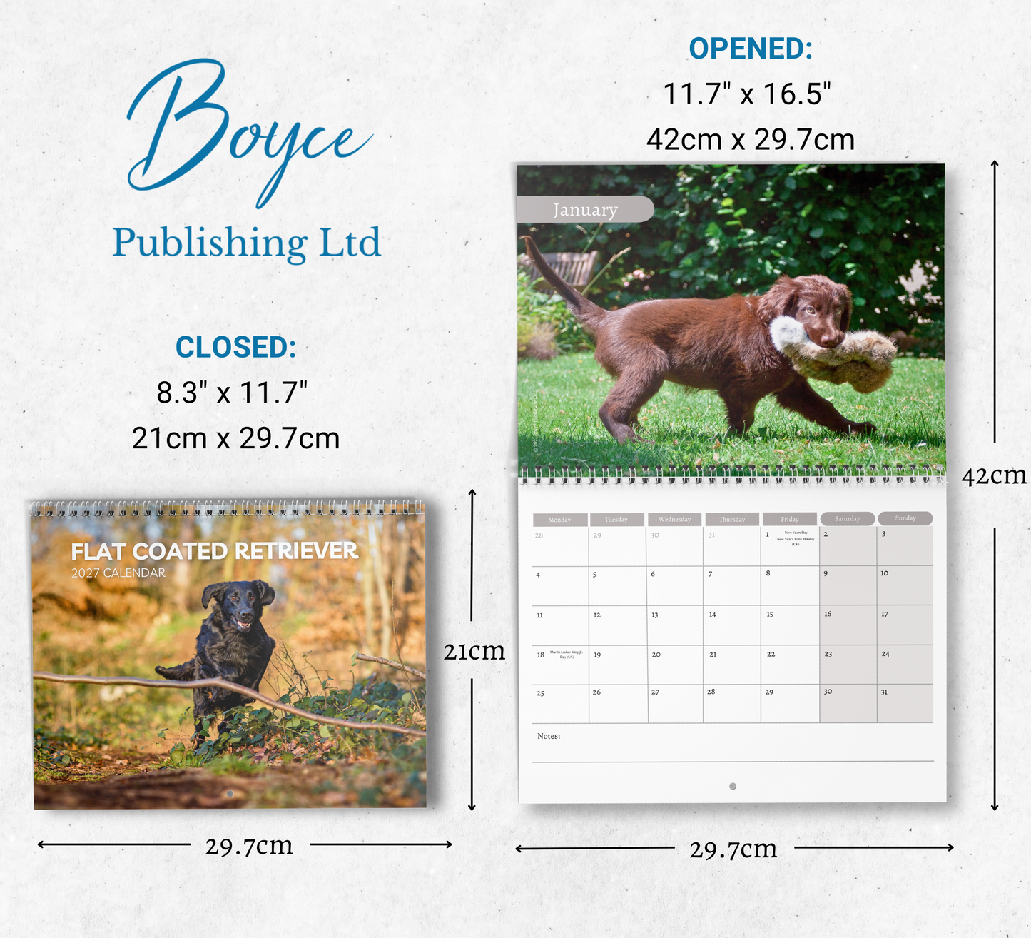 Flat Coated Retriever Calendar 2027