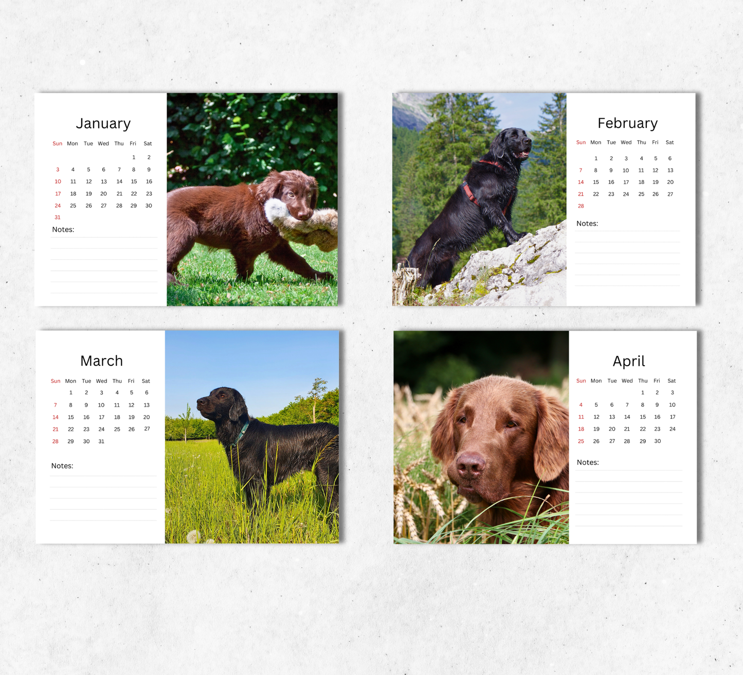 Flat Coated Retriever Desk Calendar 2027-2028
