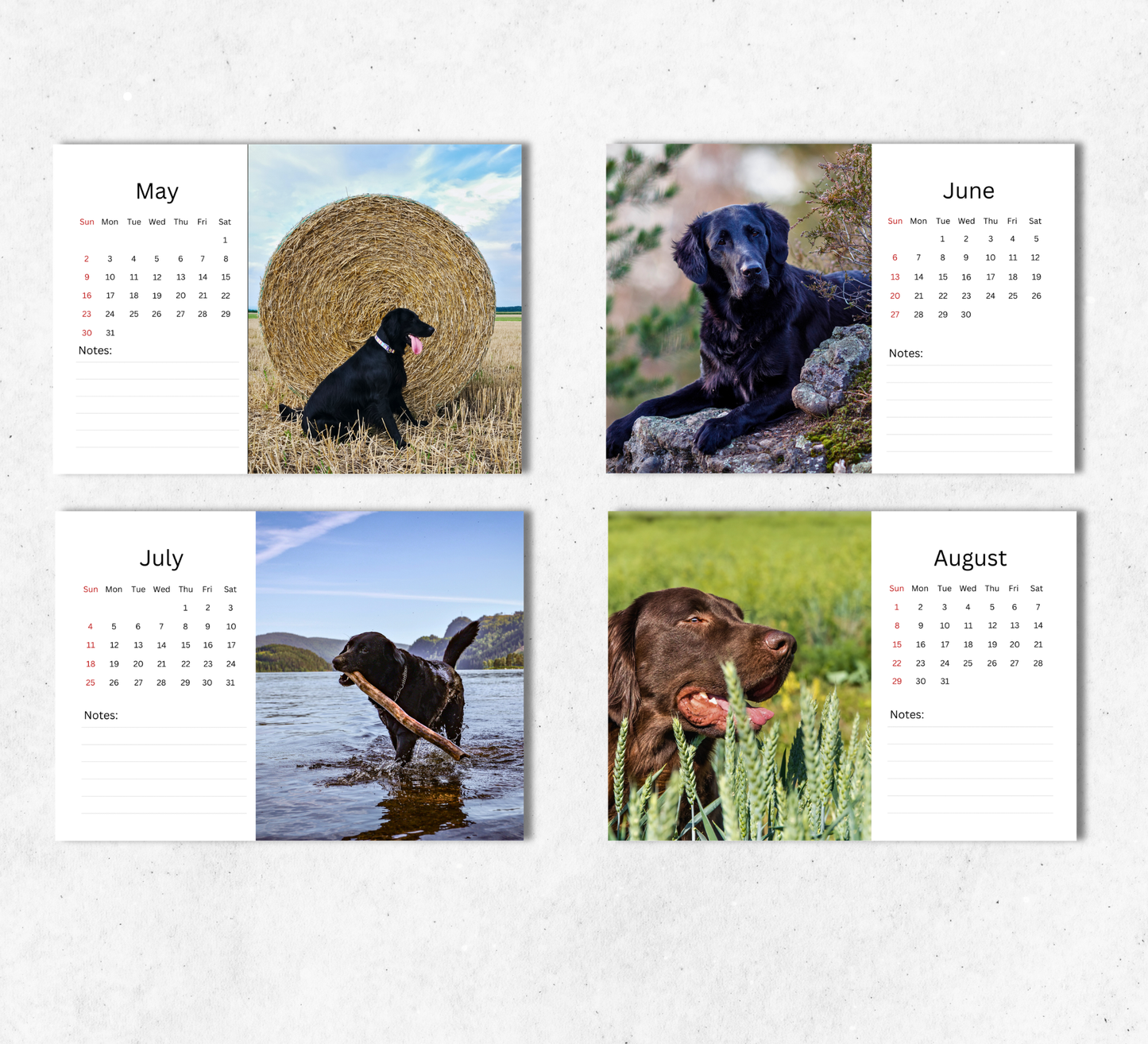 Flat Coated Retriever Desk Calendar 2027-2028