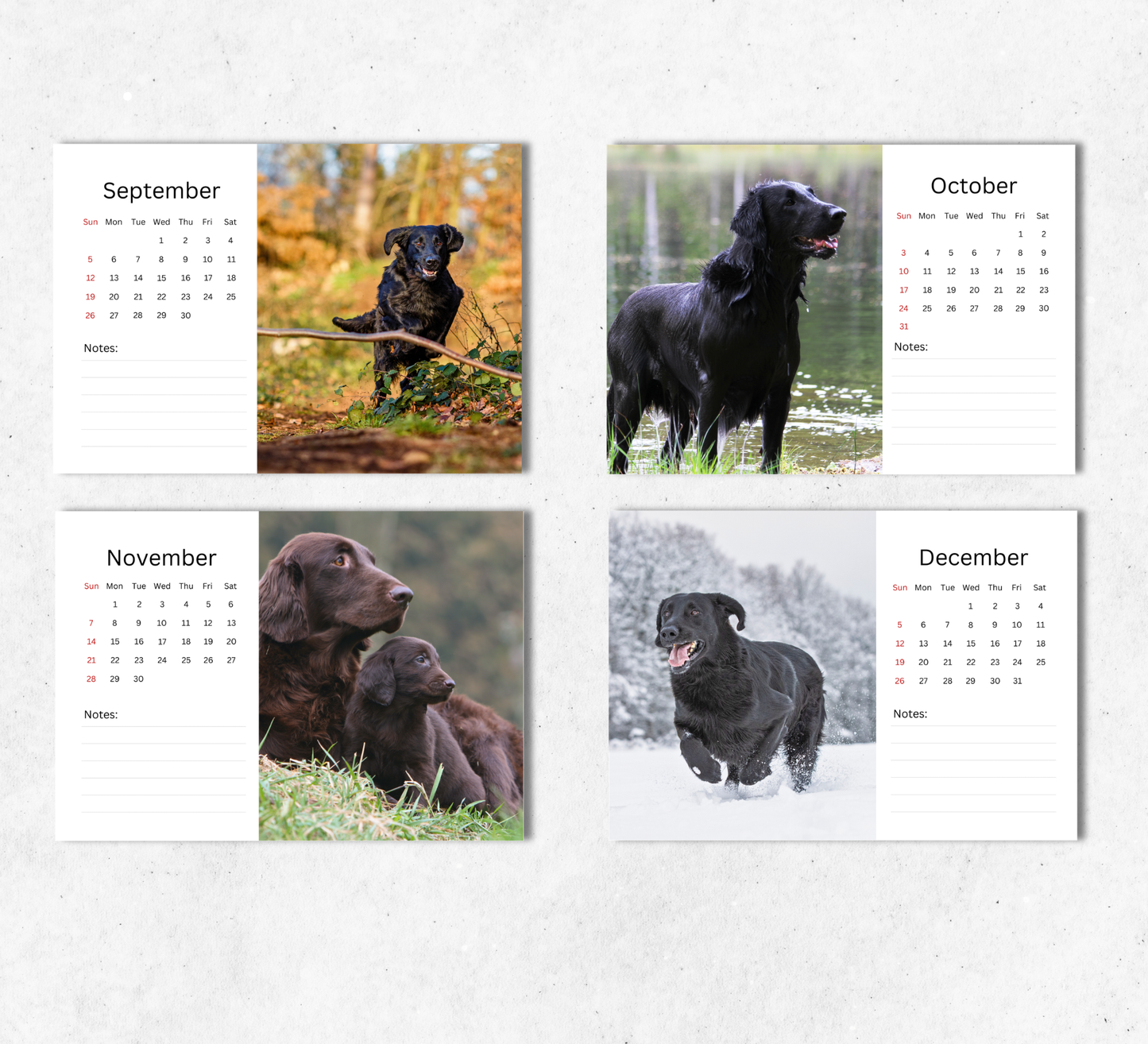 Flat Coated Retriever Desk Calendar 2027-2028