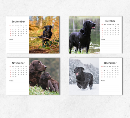 Flat Coated Retriever Desk Calendar 2027-2028