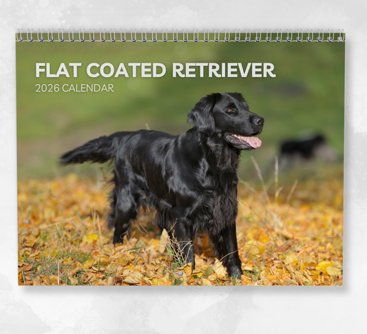 Flat Coated Retriever Calendar 2026