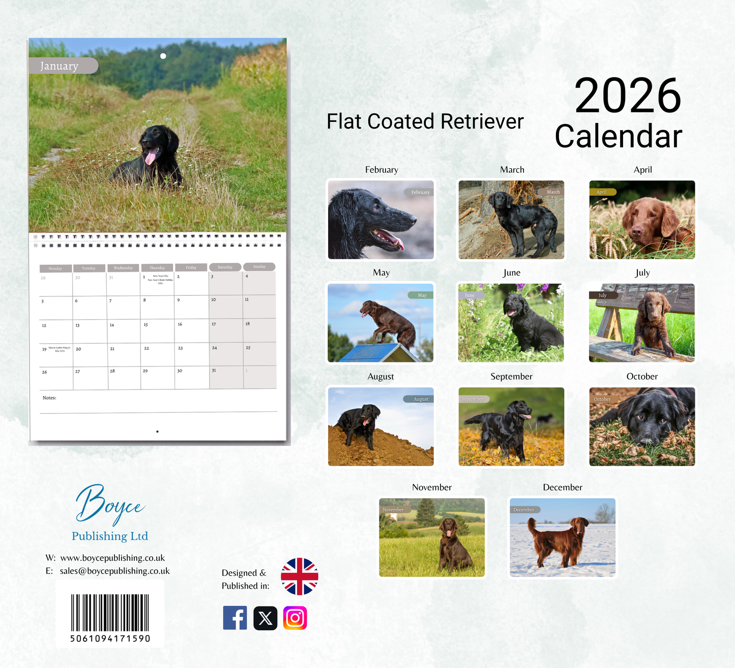 Flat Coated Retriever Calendar 2026