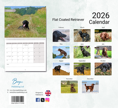 Flat Coated Retriever Calendar 2026