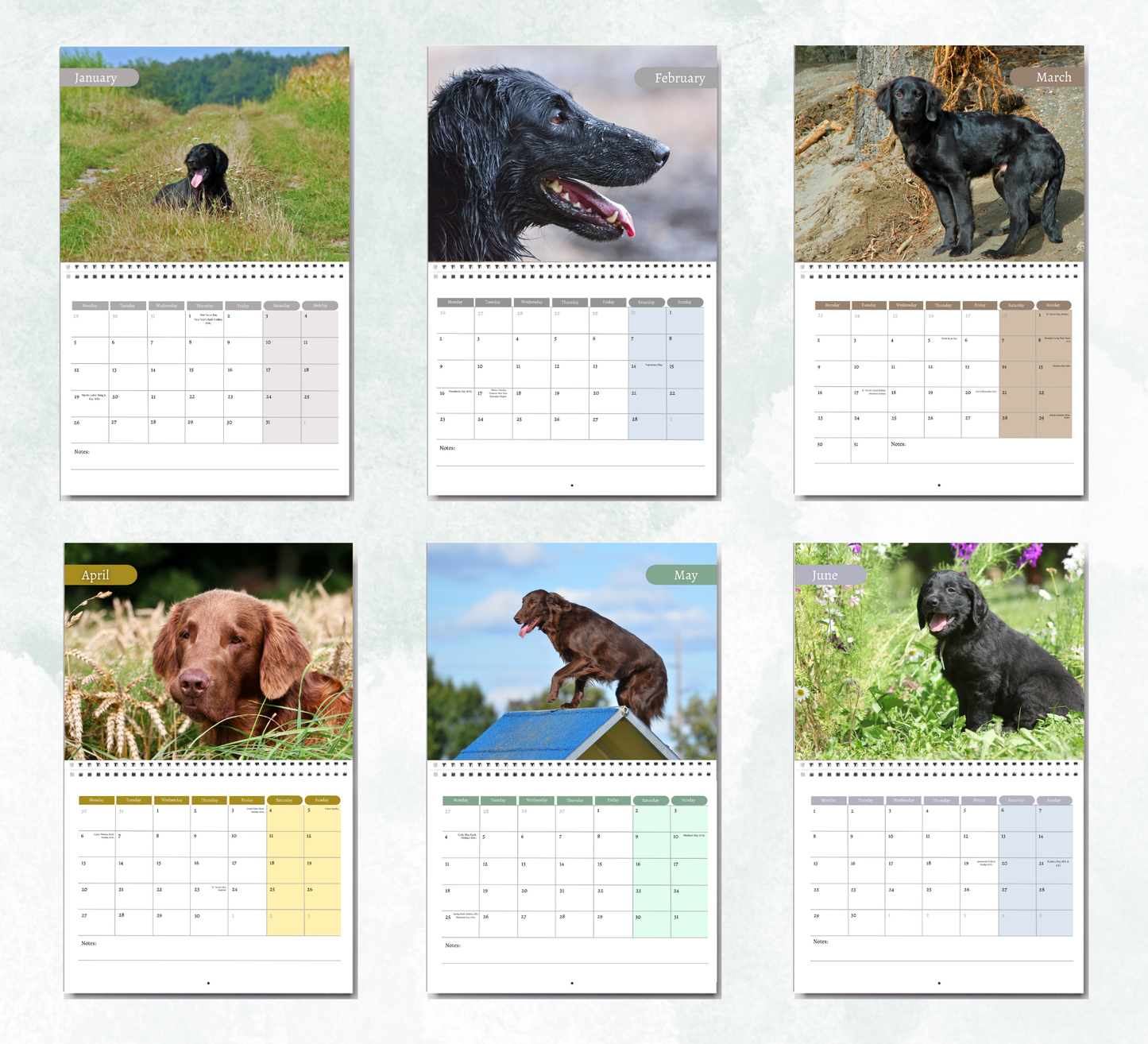 Flat Coated Retriever Calendar 2026