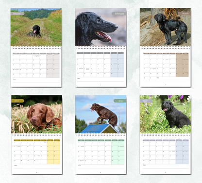 Flat Coated Retriever Calendar 2026