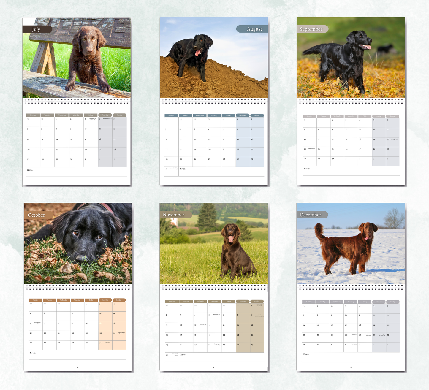 Flat Coated Retriever Calendar 2026