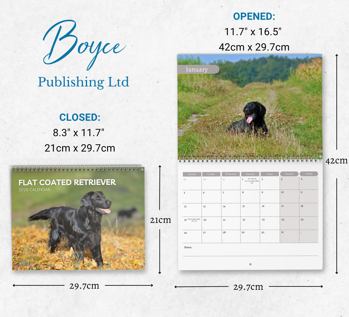 Flat Coated Retriever Calendar 2026