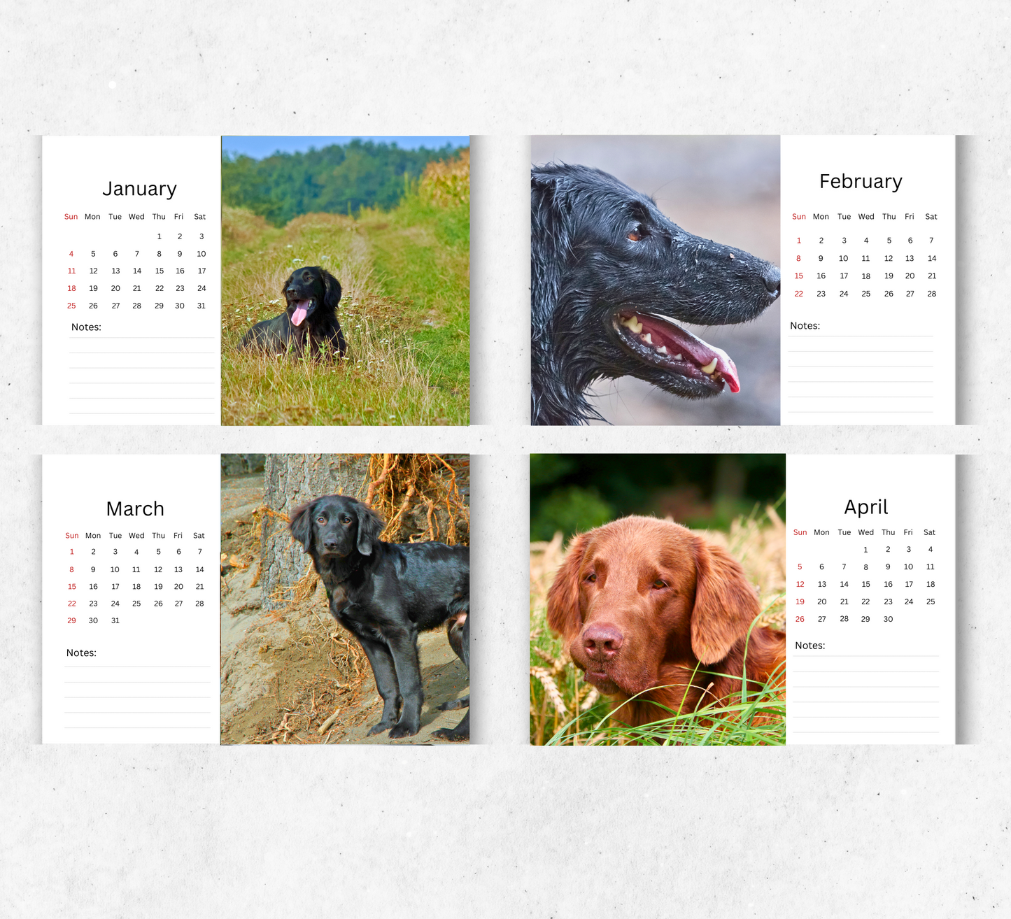 Flat Coated Retriever Desk Calendar 2026-2027