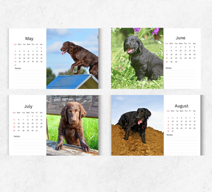 Flat Coated Retriever Desk Calendar 2026-2027
