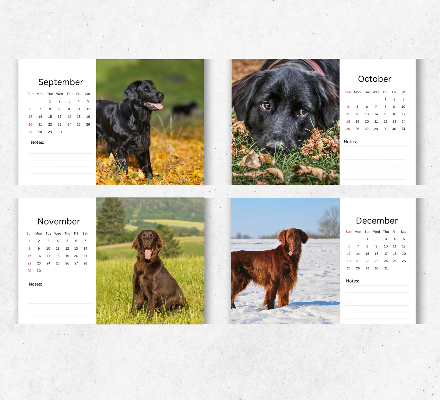 Flat Coated Retriever Desk Calendar 2026-2027