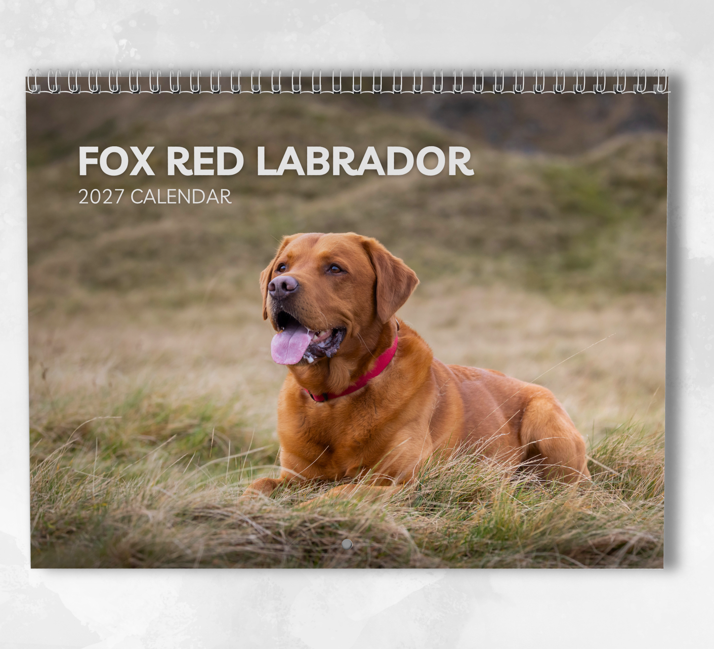 Fox Red Labrador Calendar 2027