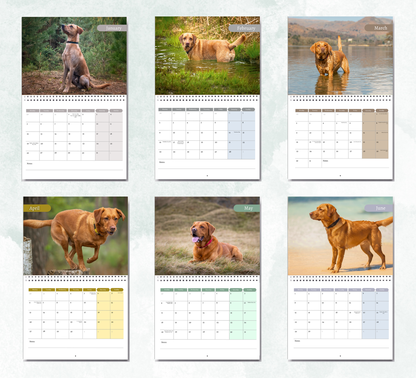 Fox Red Labrador Calendar 2027