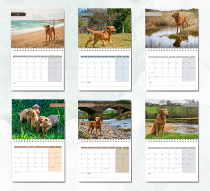 Fox Red Labrador Calendar 2027
