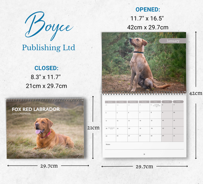 Fox Red Labrador Calendar 2027