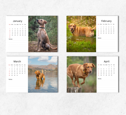 Fox Red Labrador Desk Calendar 2027-2028