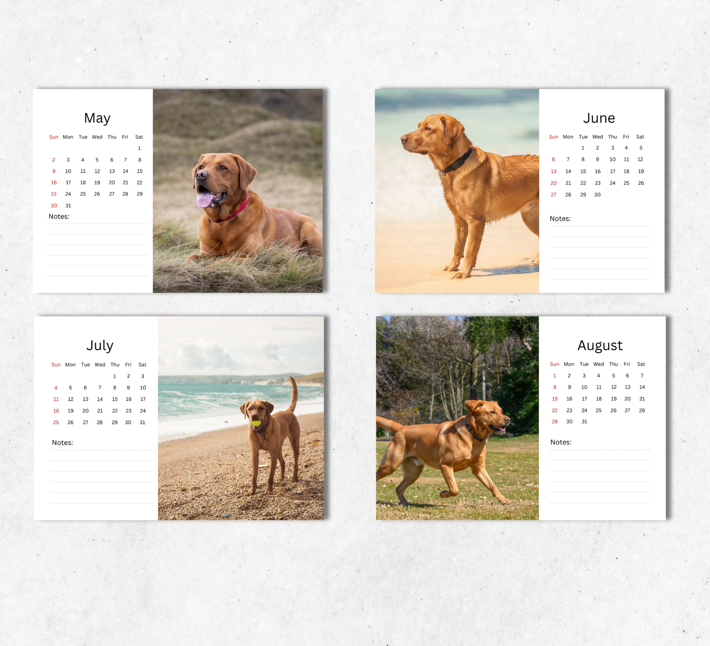 Fox Red Labrador Desk Calendar 2027-2028