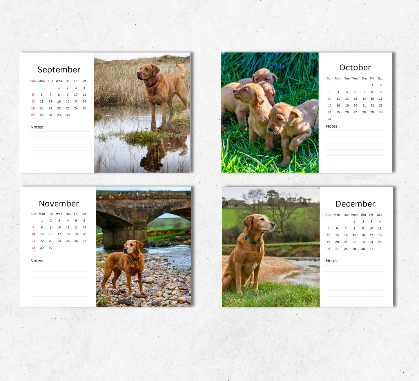 Fox Red Labrador Desk Calendar 2027-2028