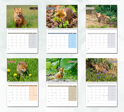 Foxes Calendar 2026