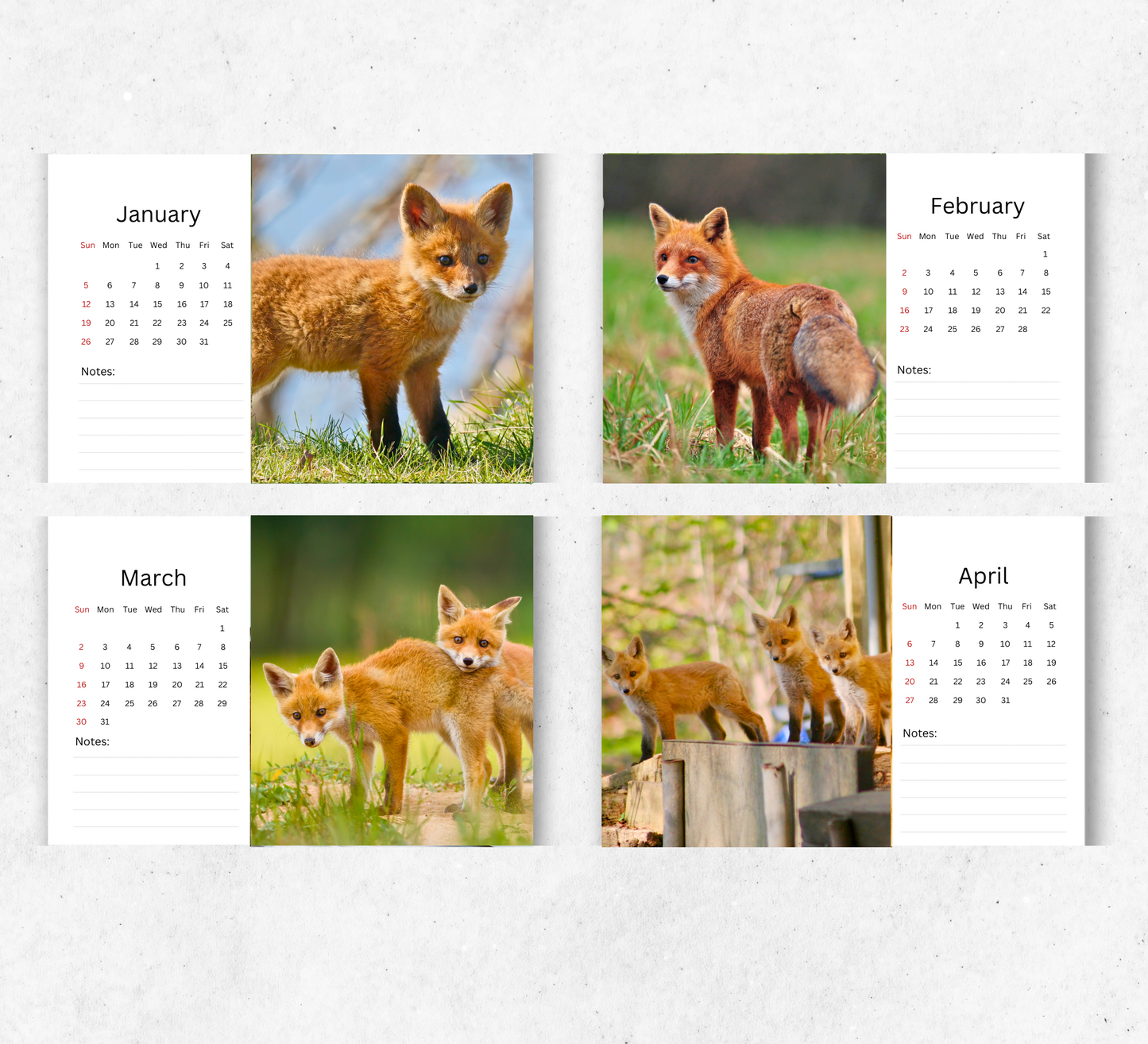 Foxes Desk Calendar 2026-2027