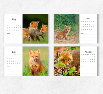 Foxes Desk Calendar 2026-2027