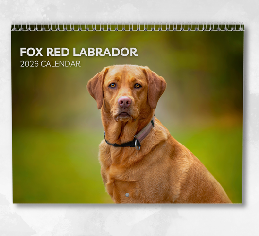 Fox Red Labrador Calendar 2026