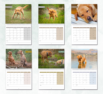 Fox Red Labrador Calendar 2026