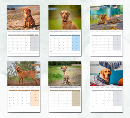 Fox Red Labrador Calendar 2026