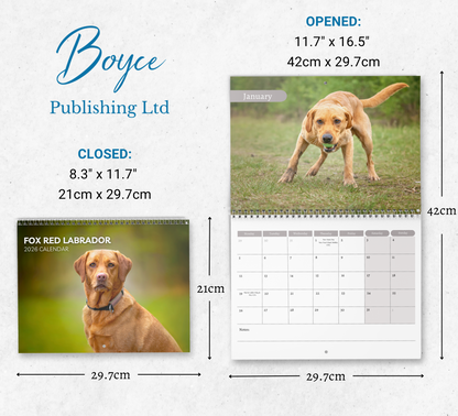 Fox Red Labrador Calendar 2026