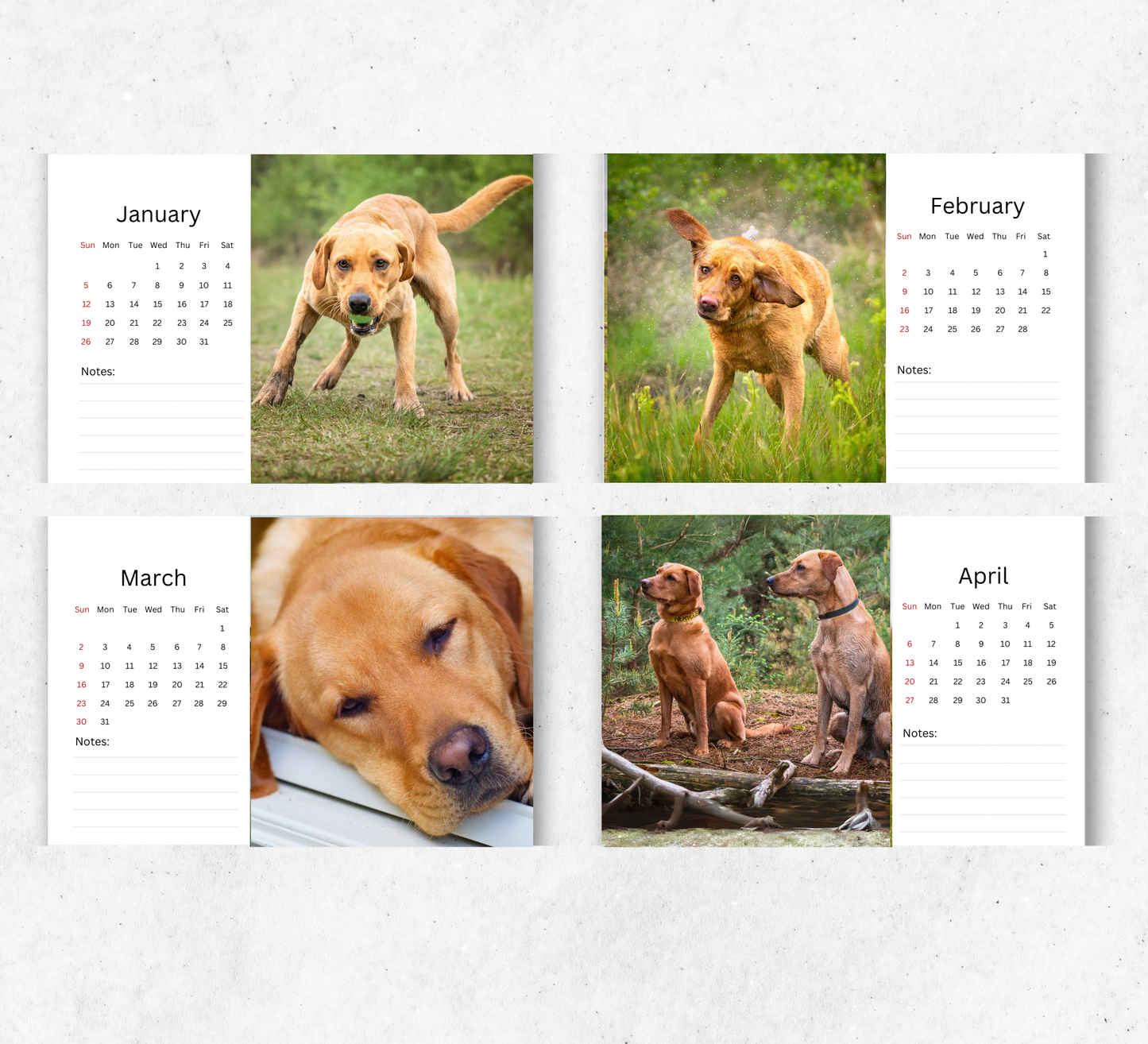 Fox Red Labrador Desk Calendar 2026-2027