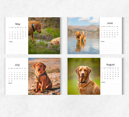 Fox Red Labrador Desk Calendar 2026-2027
