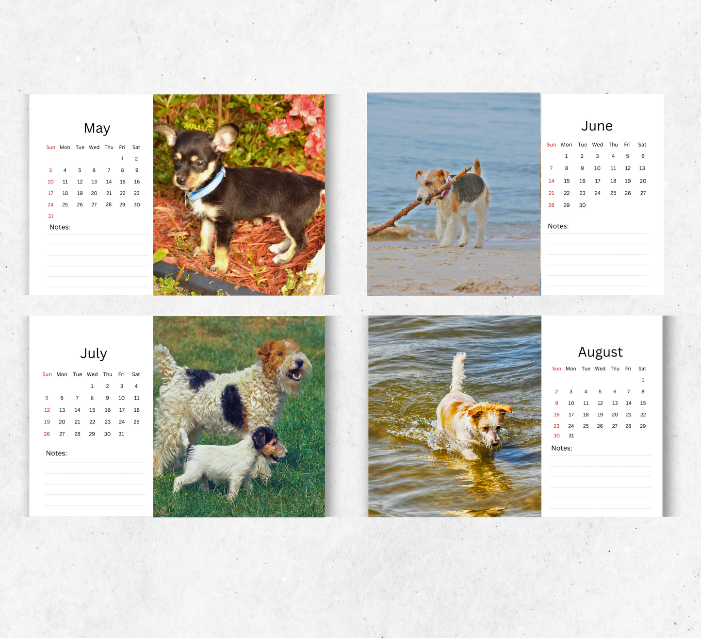 Fox Terrier Desk Calendar 2026-2027