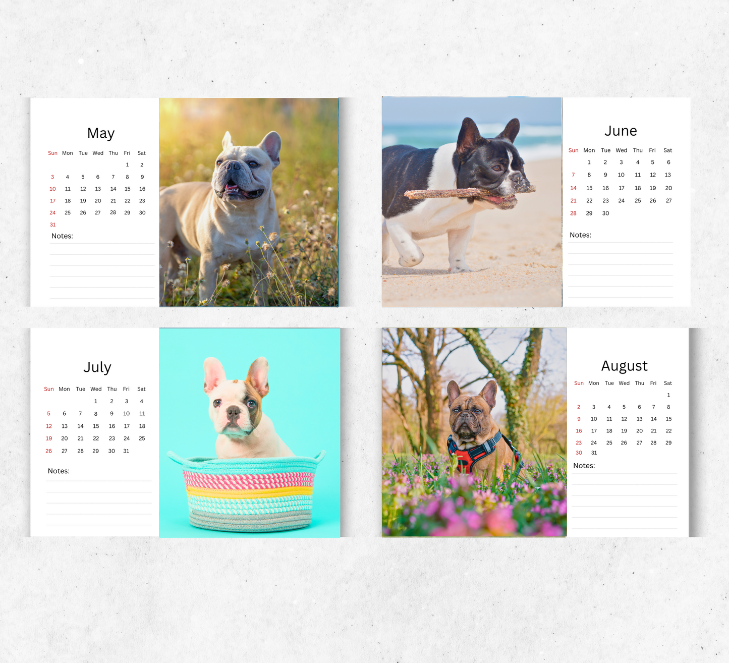 French Bulldog Desk Calendar 2026-2027