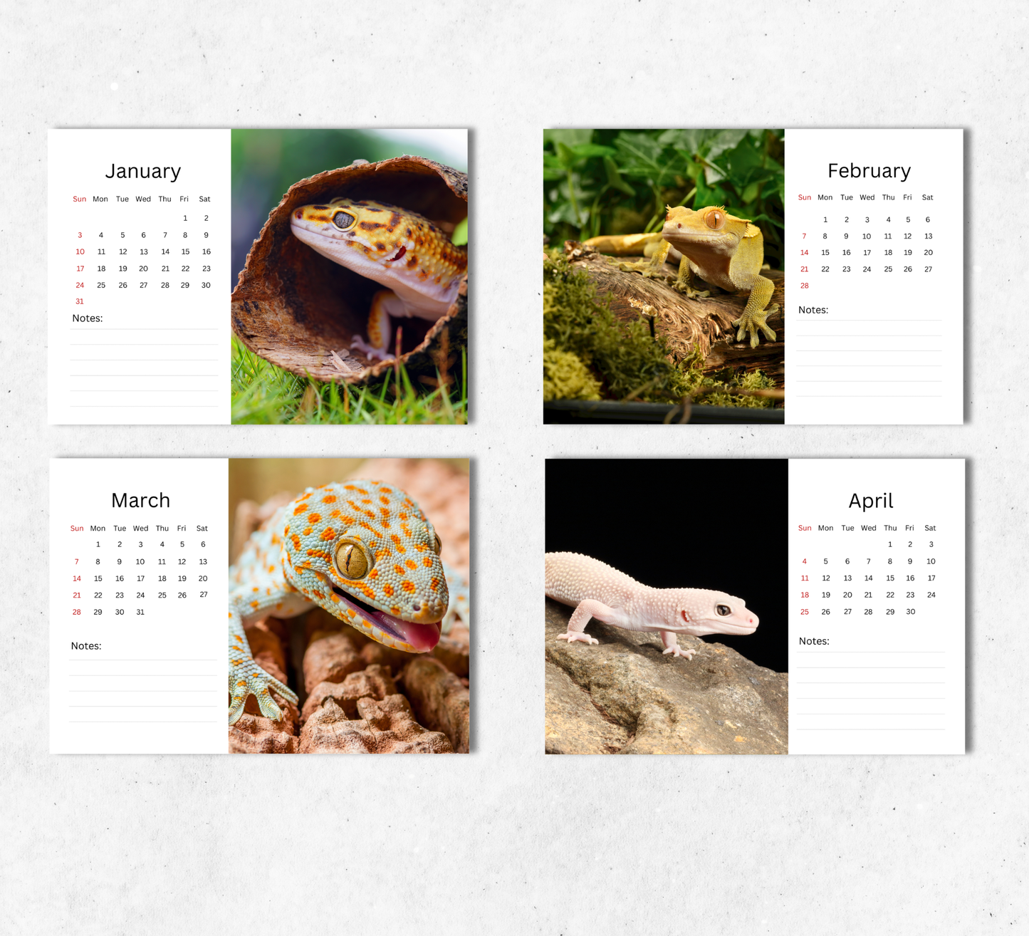 Gecko Desk Calendar 2027-2028